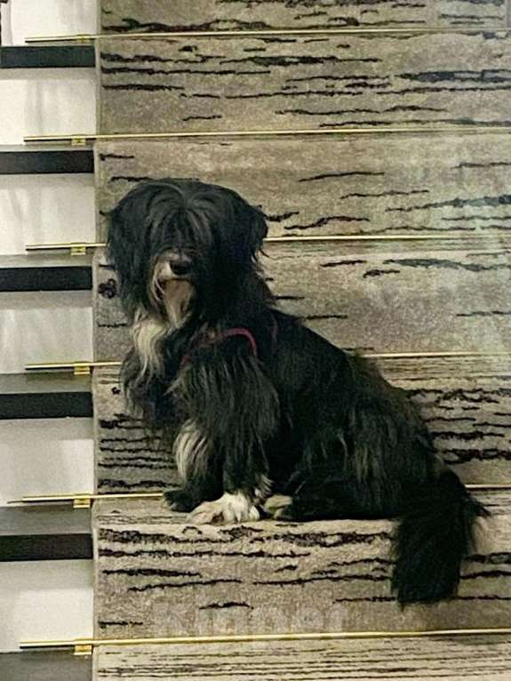 Собаки в Москве: Красотка Люси в дар Девочка, Бесплатно - фото 3