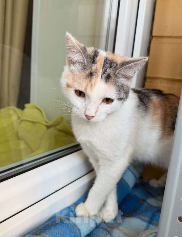 Кошки в Москве: Трехцветная котенок Зефирка в добрые руки Девочка, Бесплатно - фото 3