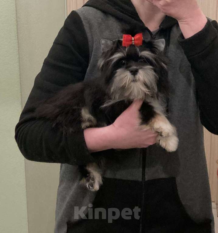 Собаки в Москве: Чёрный йорк девочка стандарт кукольная Девочка, 70 000 руб. - фото 10