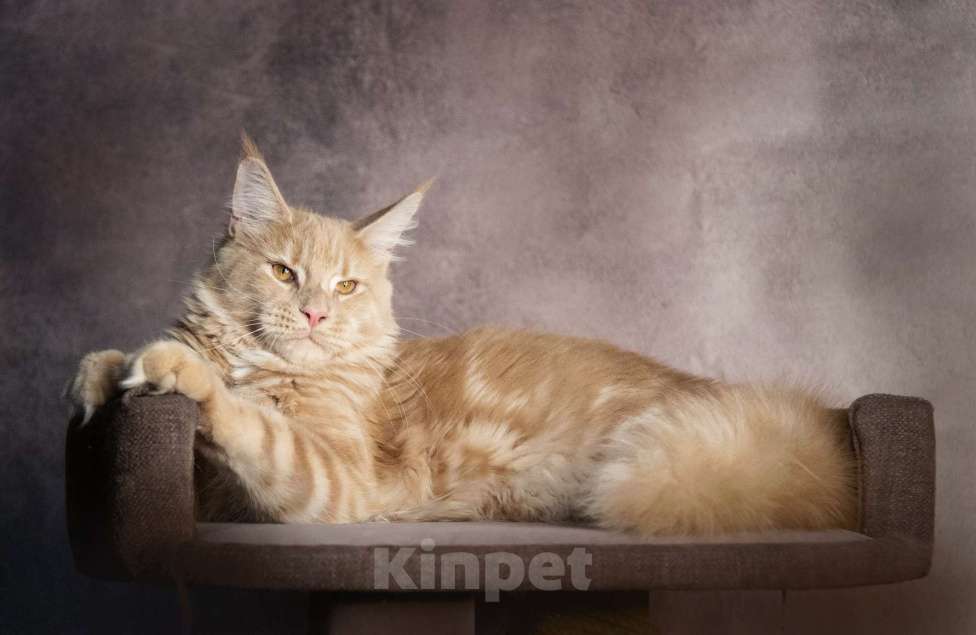 Кошки в Барнауле: Котята мейн-кун Мальчик, Бесплатно - фото 5