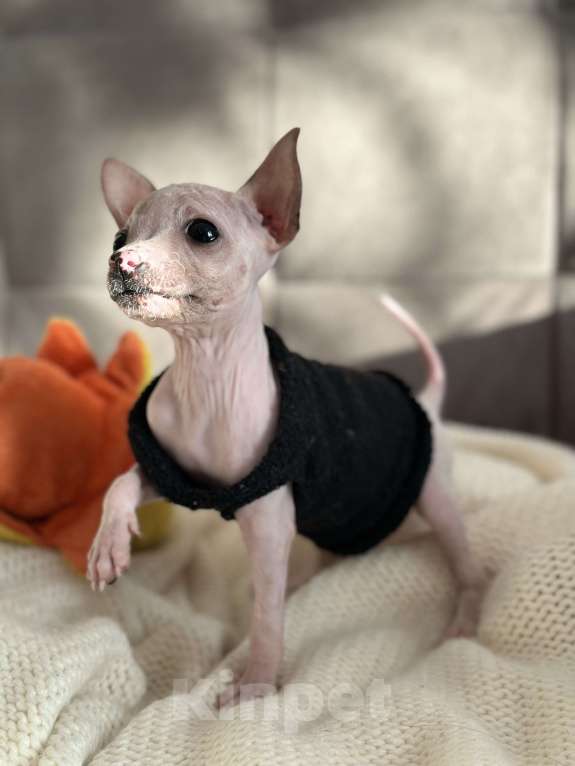 Собаки в Самаре: Мая Девочка, 35 000 руб. - фото 2