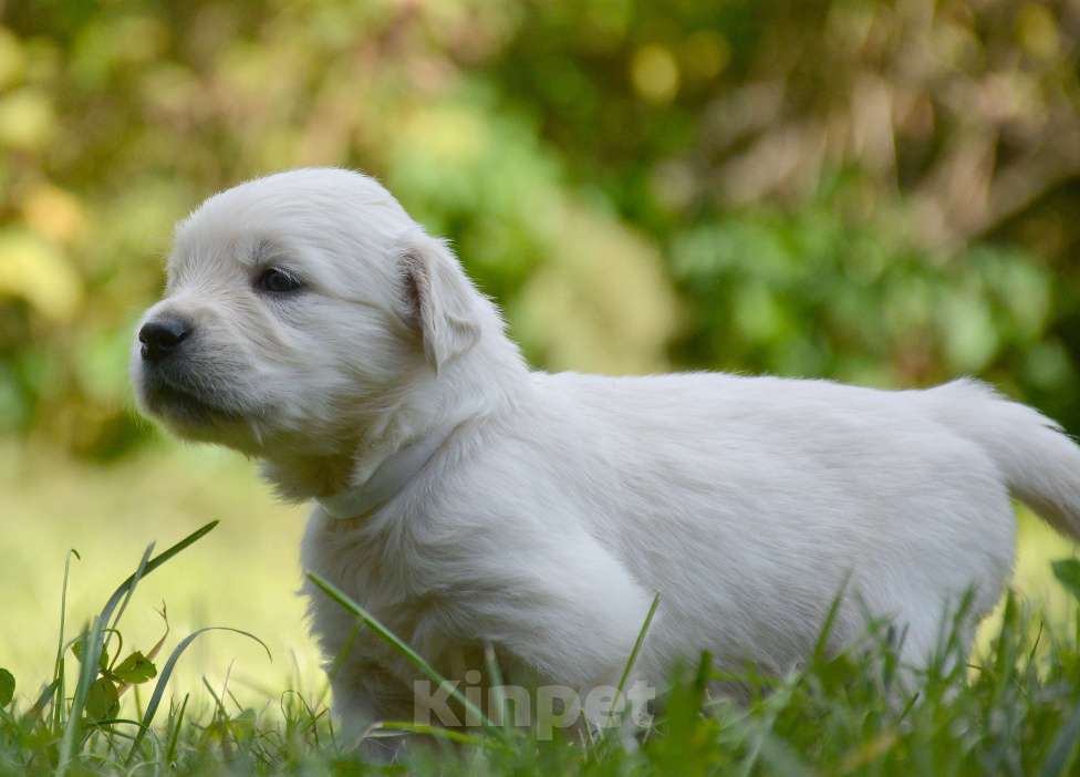 Собаки в Москве: Щенки золотистого ретривера. Мальчик, Бесплатно - фото 2