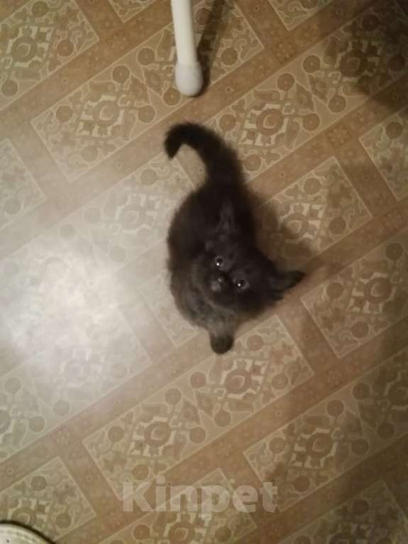 Кошки в Перми: Шотландские котята ,, Шоколадный дым,, Девочка, 1 000 руб. - фото 4