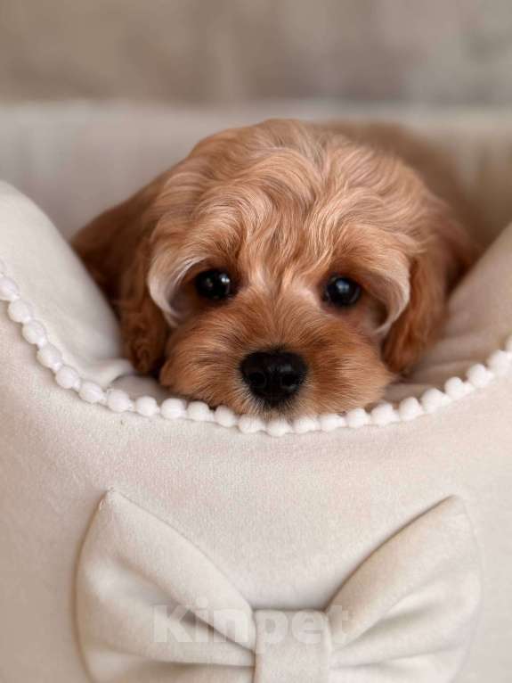 Собаки в Москве: Кавапу щенок Девочка, 120 000 руб. - фото 1