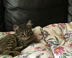 Кошки в Ростове-на-Дону: Котята. Мальчик и девочка. Девочка, Бесплатно - фото 3
