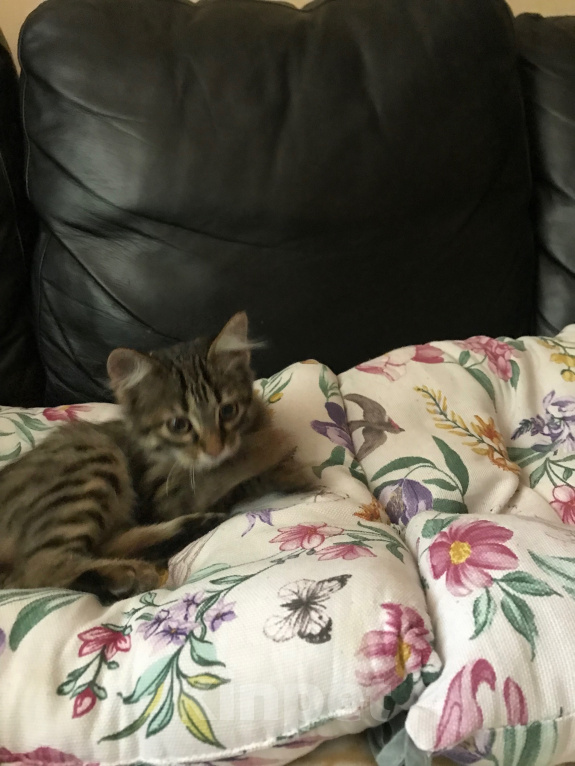Кошки в Ростове-на-Дону: Котята. Мальчик и девочка. Девочка, Бесплатно - фото 3