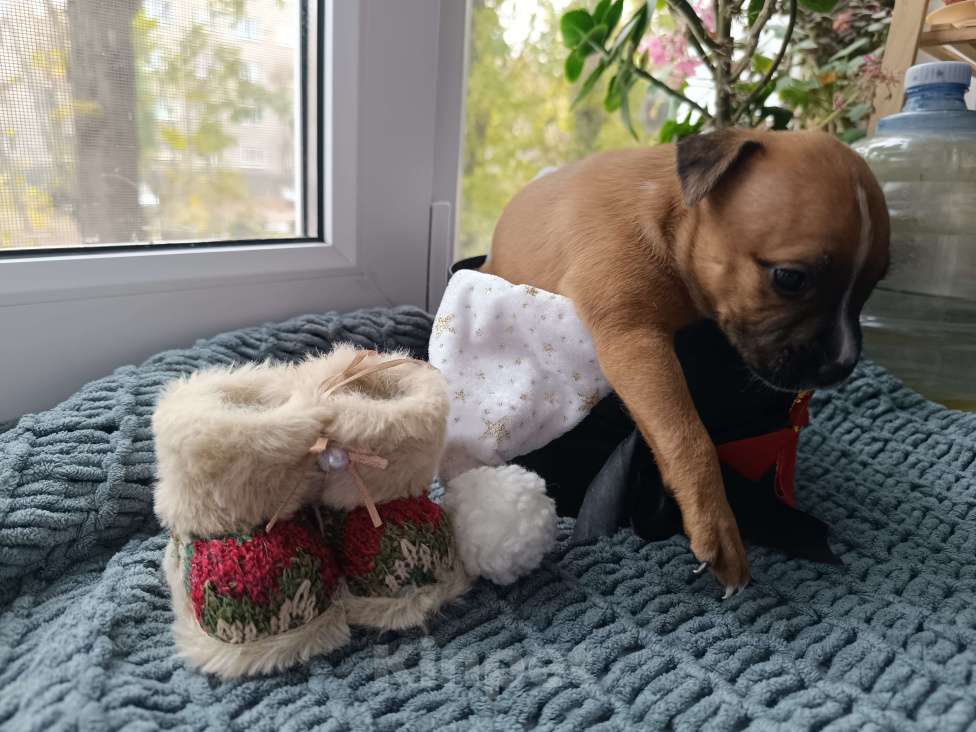 Собаки в Воронеже: Девочка от шикарных родителей питов Девочка, 10 000 руб. - фото 4