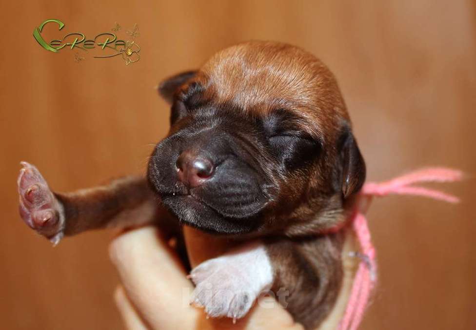 Собаки в других городах Московской области: Щенки риджбека из питомника РКФ Мальчик, 120 000 руб. - фото 4