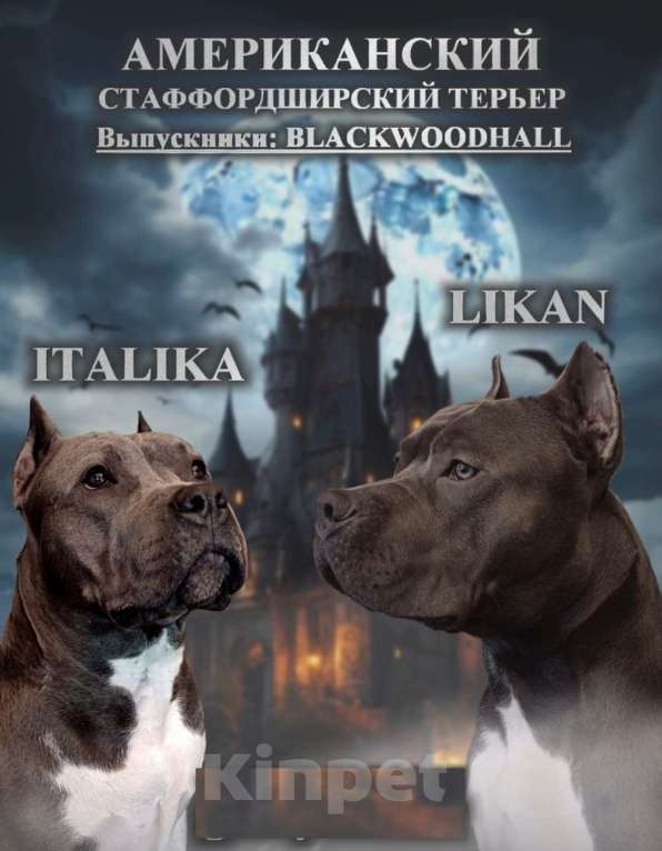 Собаки в Самаре: Мощные щенки амстаффа Девочка, 80 000 руб. - фото 1