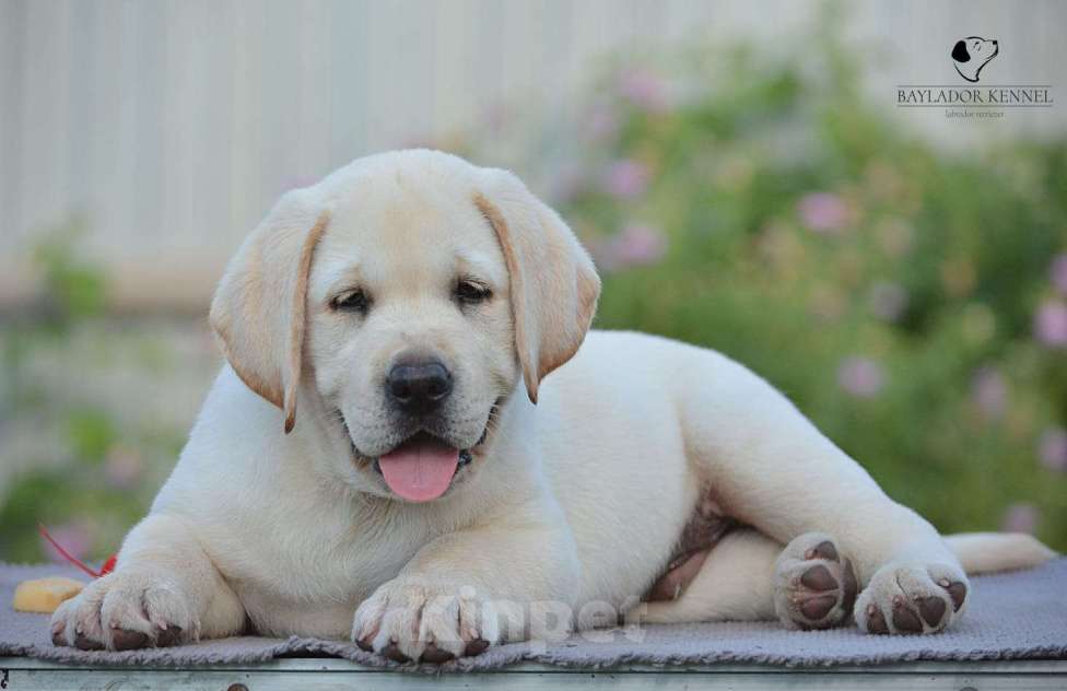 Собаки в Самаре: Свободны мальчики и девочки .От белоснежного до рыжего окраса . Мальчик, 60 000 руб. - фото 5
