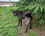 Собаки в Санкт-Петербурге: Собака в ответственные руки Девочка, Бесплатно - фото 2
