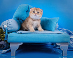 Кошки в Красноярске: Котята шотландские,золотая шиншилла Девочка, 25 000 руб. - фото 3