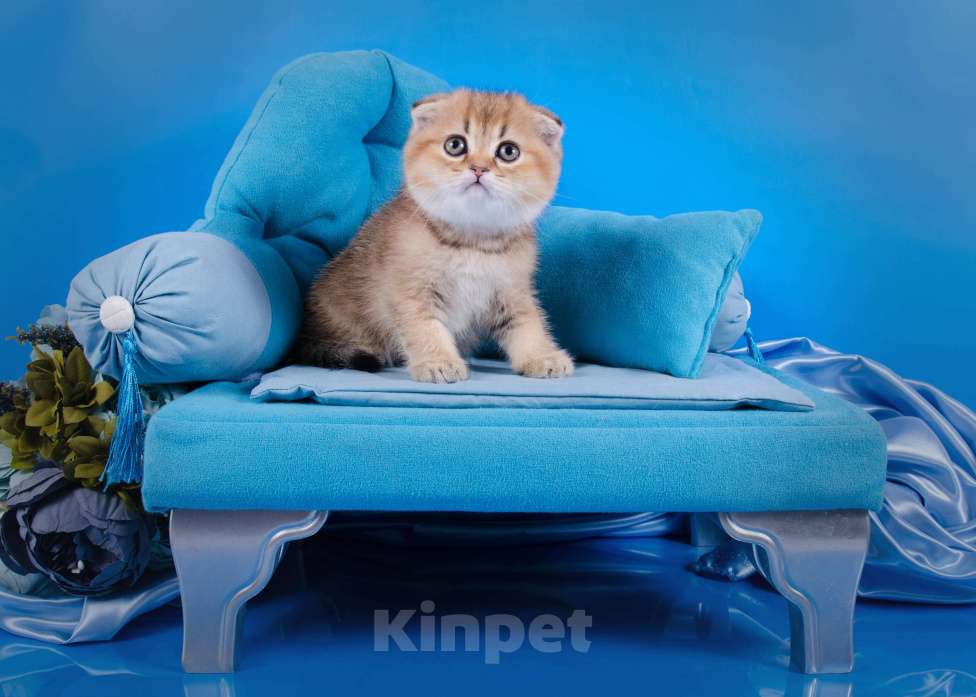 Кошки в Красноярске: Котята шотландские,золотая шиншилла Девочка, 25 000 руб. - фото 3