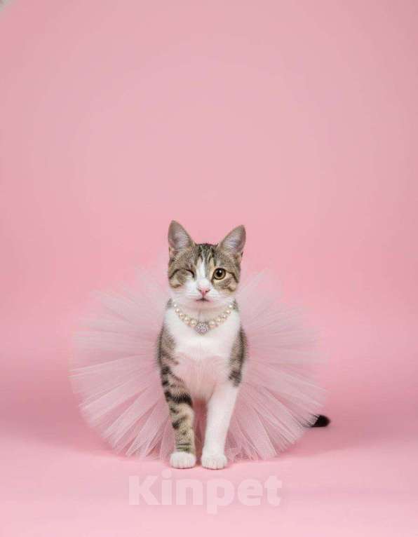 Кошки в Москве: котенок Кнопка ищет дом Девочка, Бесплатно - фото 4