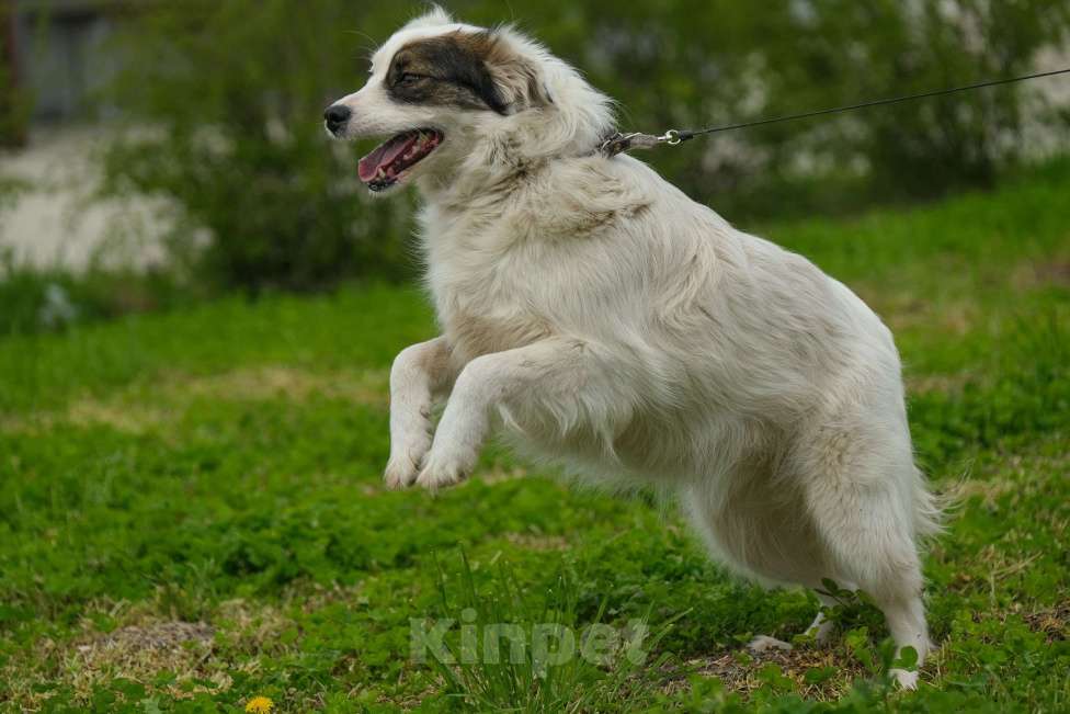 Собаки в Москве: Альбина Девочка, Бесплатно - фото 5