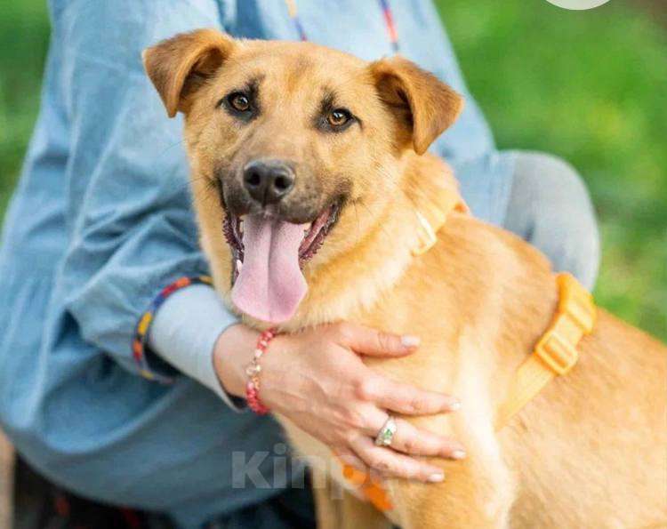 Собаки в Кубинке: Выбери меня! Мальчик, Бесплатно - фото 8