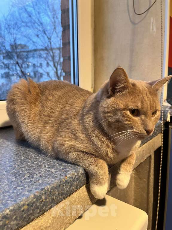 Кошки в Москве: Невероятно ласковый котик Лари хочет в добрые ручки Мальчик, Бесплатно - фото 4