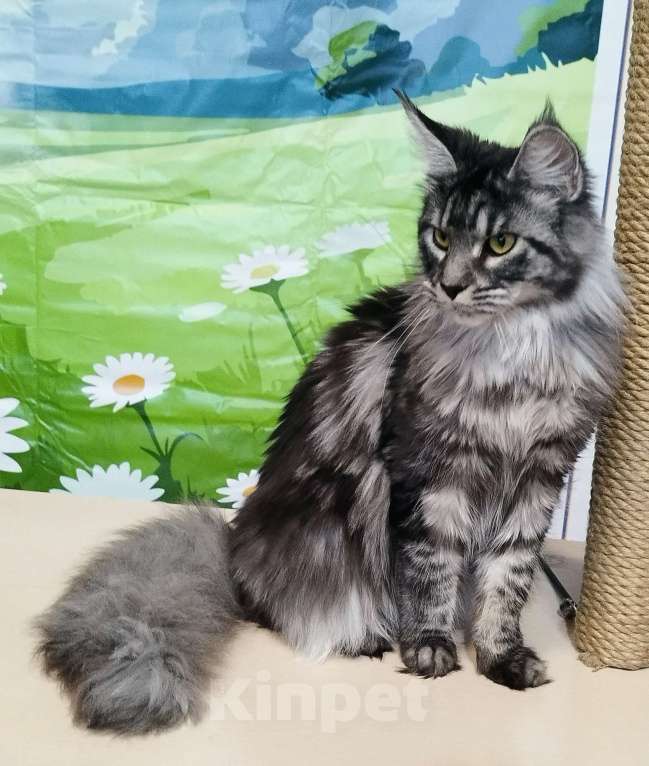 Кошки в Барнауле: Кошечки. Девочка, 20 000 руб. - фото 4