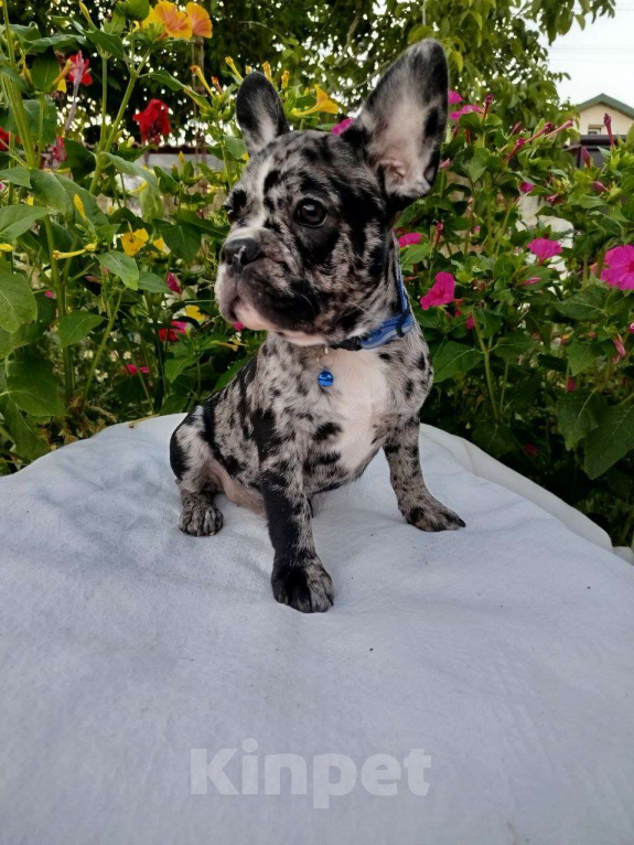 Собаки в других городах Крыма: Продажа щенков французского бульдога  Девочка, 30 000 руб. - фото 4