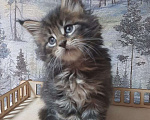 Кошки в Пензе: Мейн кун полидакт кот Мальчик, 25 000 руб. - фото 6