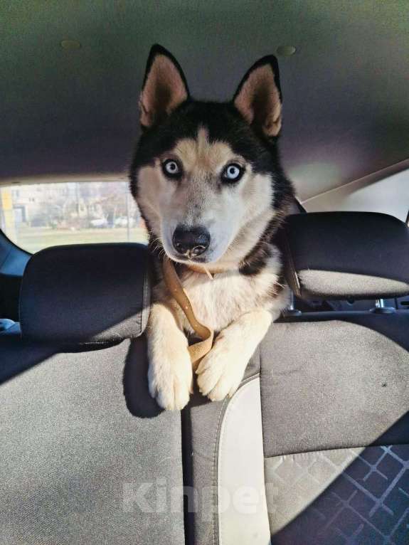 Собаки в Краснодаре: Даша Девочка, Бесплатно - фото 3