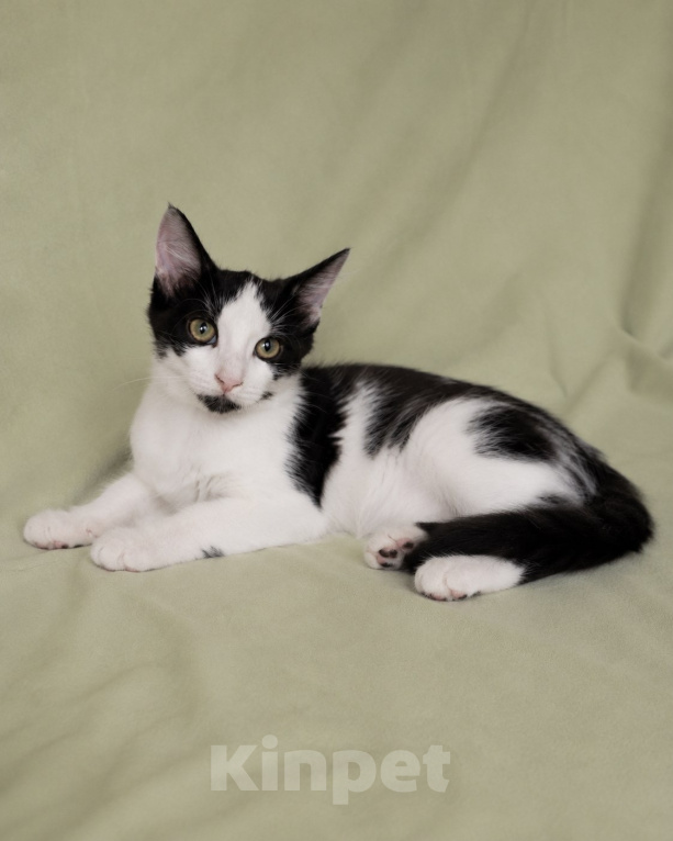 Кошки в Мытищах: Котята в добрые руки Мальчик, Бесплатно - фото 5