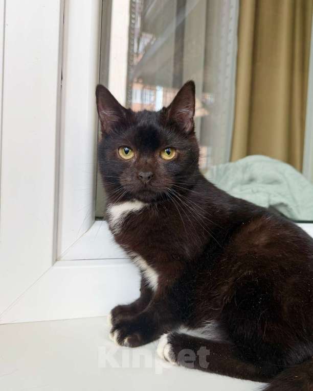 Кошки в Москве: Ласковый котёнок Кнопик в добрые руки Мальчик, Бесплатно - фото 1