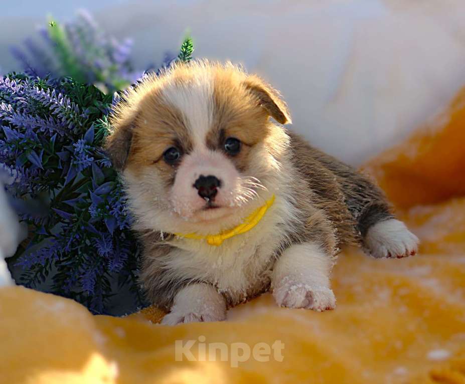 Собаки в других городах Московской области: Щенок кобель вельш корги пемброк Мальчик, 65 000 руб. - фото 1