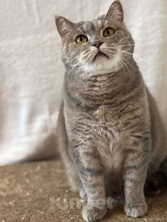 Кошки в Москве: кошка Британка ищет дом Девочка, Бесплатно - фото 1