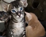 Кошки в Каменске-Шахтинском: Ориентадьный котенок Мальчик, Бесплатно - фото 5