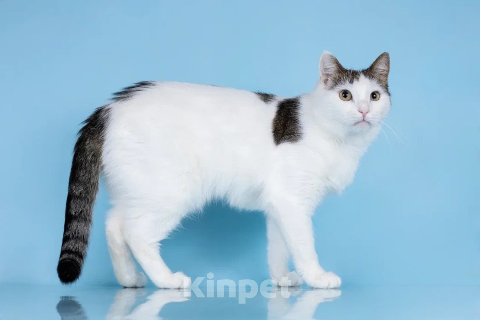 Кошки в Москве: Ласковая Эйва в добрые руки Девочка, Бесплатно - фото 4