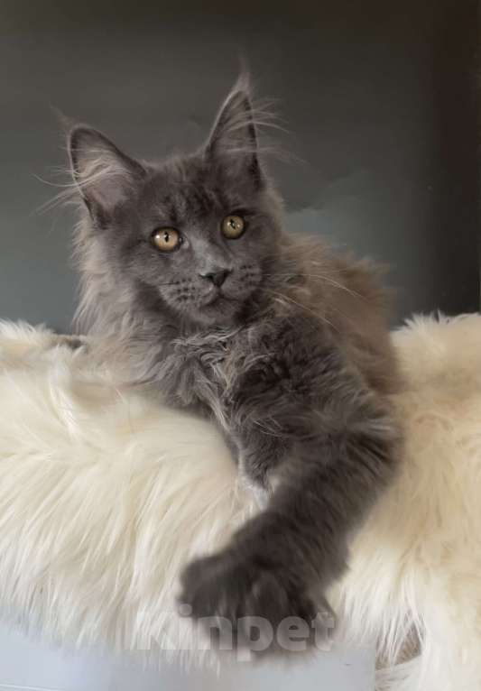 Кошки в других городах Московской области: Котенок мейн-кун Девочка, 35 000 руб. - фото 5