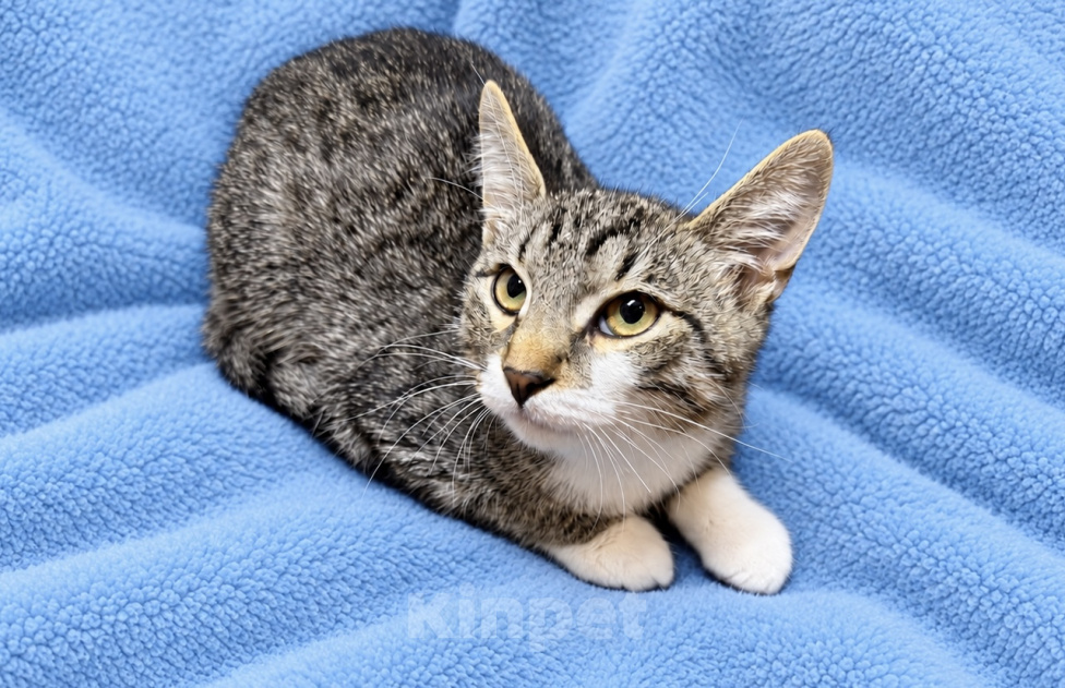 Кошки в Москве: Маленький трус в добрые руки Мальчик, Бесплатно - фото 1