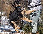 Собаки в других городах Московской области: Щенок немецкой овчарки рабочего разведения Девочка, 80 000 руб. - фото 3