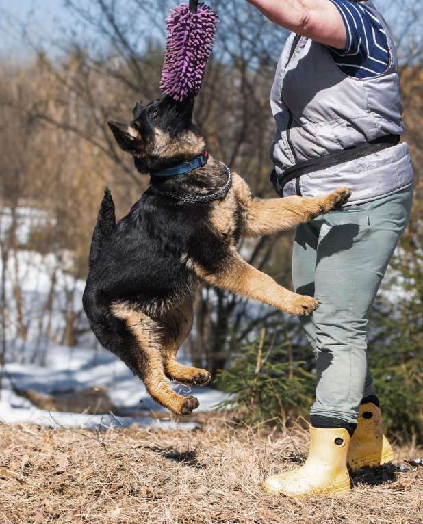 Собаки в других городах Московской области: Щенок немецкой овчарки рабочего разведения Девочка, 80 000 руб. - фото 3
