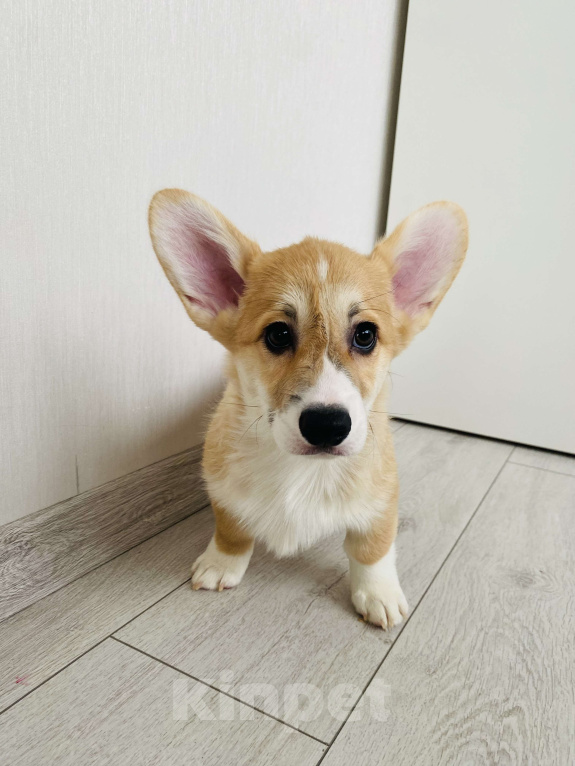 Собаки в Москве: Мальчик корги 3 месяца Мальчик, 70 000 руб. - фото 8