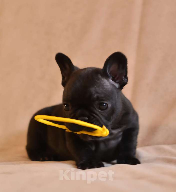 Собаки в Щелково: Братик мальчика-красавчика Мальчик, Бесплатно - фото 2