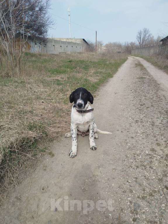 Собаки в Керчи: Отдам в хорошие руки Мальчик, 500 руб. - фото 2