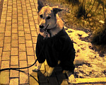 Собаки в Москве: Отдаем собаку в добрые руки Мальчик, Бесплатно - фото 7