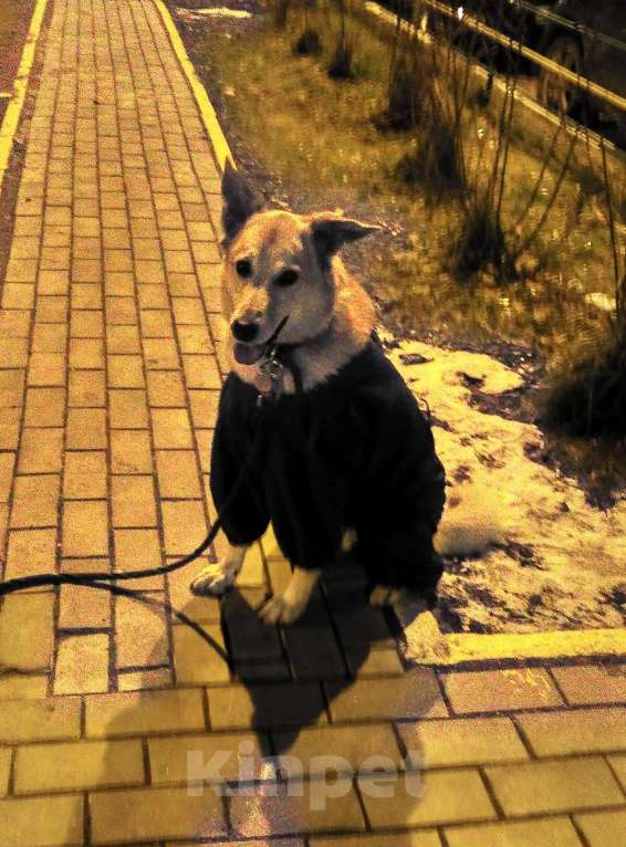 Собаки в Москве: Отдаем собаку в добрые руки Мальчик, Бесплатно - фото 7