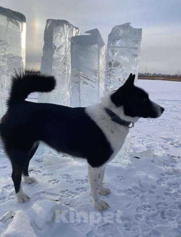 Собаки в других городах Московской области: Щенки охотничьей лайки Разнополые, 1 руб. - фото 9