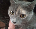 Кошки в Казани: Кошка стерилизована. Ей полтора года. Потерялась в районе улицы Сахарова. Сегодня четвертый день.  Девочка, 1 руб. - фото 2