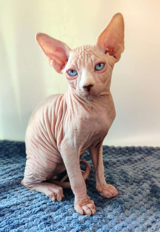 Кошки в других городах Краснодарского края: Канадский сфинкс, эльф страйт Мальчик, 25 000 руб. - фото 4