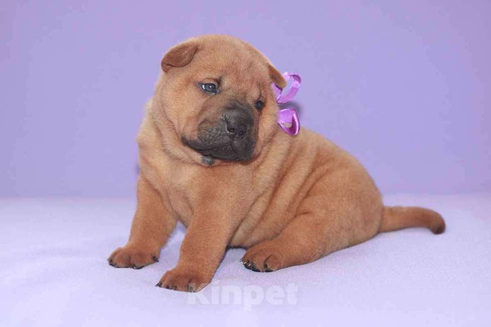 Собаки в Екатеринбурге: Шарпей яркий мальчик Мальчик, 35 000 руб. - фото 1