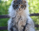 Кошки в Самаре: Котик мейн кун полидакт! Мальчик, 30 000 руб. - фото 1