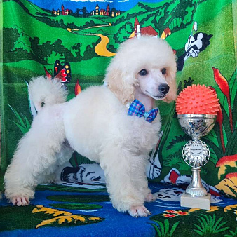 Миниатюрный пудель белый мальчик