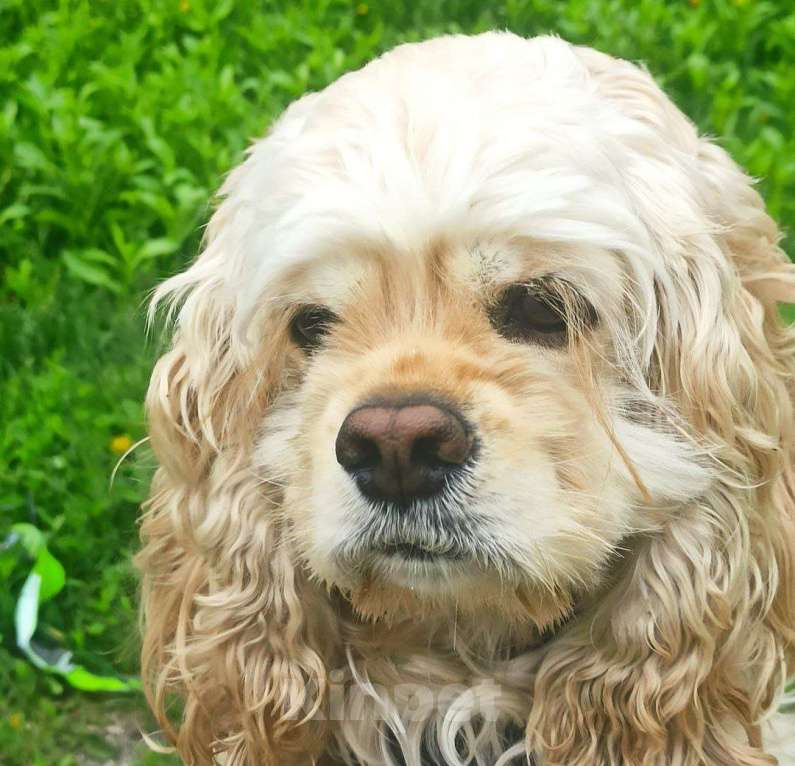 Собаки в Челябинске: Щенок мальчик Мальчик, 25 000 руб. - фото 3