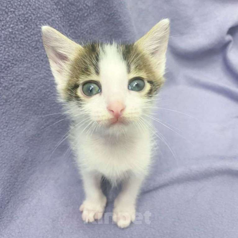 Кошки в Москве: Маленький котенок Зефир мечтает о доме  Мальчик, Бесплатно - фото 3