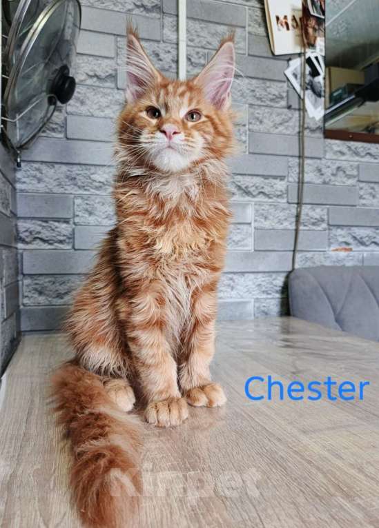 Кошки в других городах Ленинградской области: Мейн-кун котята Разнополые, 35 000 руб. - фото 4