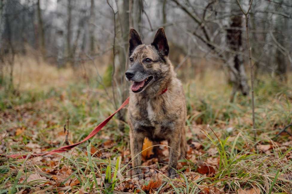 Собаки в Москве: Октавия Девочка, Бесплатно - фото 5